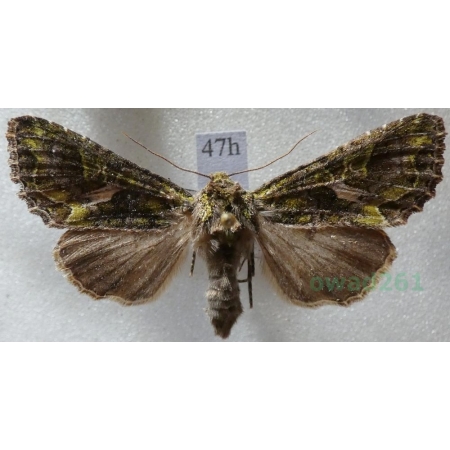 Trachea atriplicis (Linnaeus, 1758) male Agatówka łobodnica Czech47h